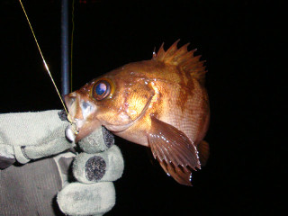 Mebaruchan