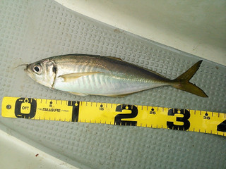 Ncm_0038