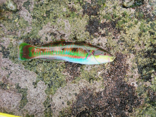 Ncm_0606