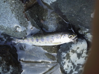 P10000591