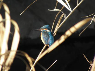 P1160851