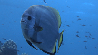 Pa060178