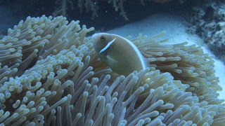 Pa060280