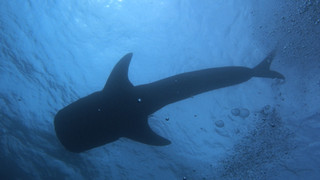 Pa070481