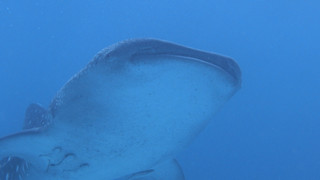Pa070519