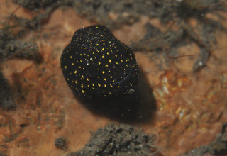 Photo_11