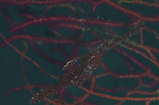 Photo_2