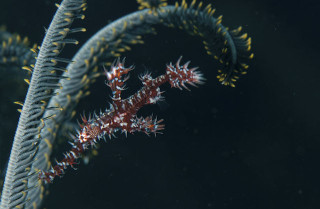 Photo_2