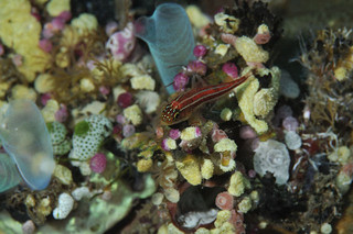 Photo_4