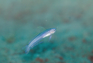 Sailfin