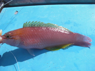 Sany5508