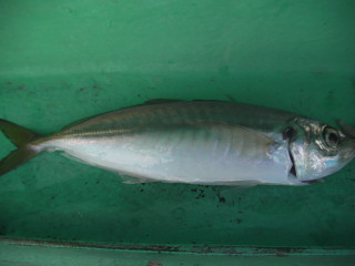 Sany5772