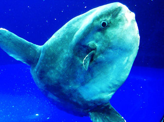 Sunfish