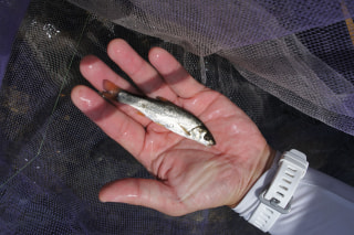 初心者におすすめの釣り「相模川でお手軽フィッシング②」