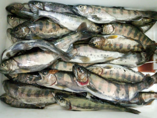旬のお魚クイズ「渓流釣り」④