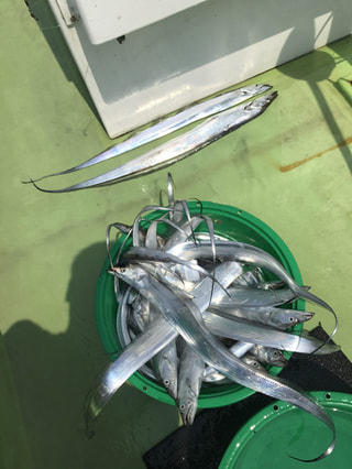 旬のお魚クイズ「タチウオのエサ釣り」
