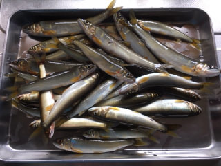 初心者にオススメの釣り「鮎の流し毛ばり釣り」②