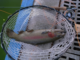 釣り博士のマメ知識「ニジマス」