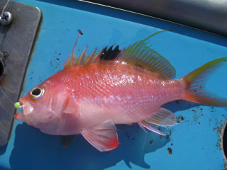 釣り博士の旬の魚「サクラダイ」