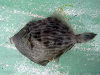 釣り博士の旬の魚「カワハギ」