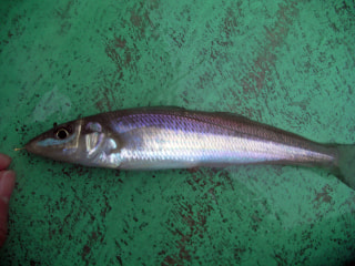 釣り博士の旬の魚「シロギス」