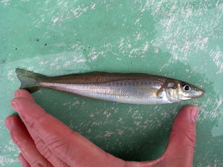 釣り博士のマメ知識「シロギス釣り」