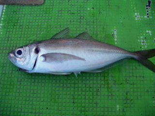 釣り博士の旬の魚「マアジ」