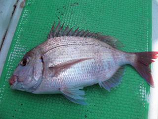 釣り博士の旬の魚「チダイ」
