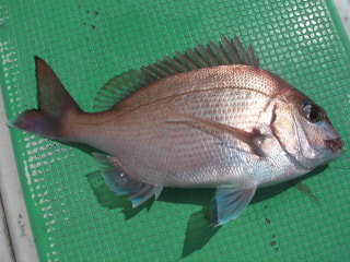 旬のお魚クイズ「赤い魚」①