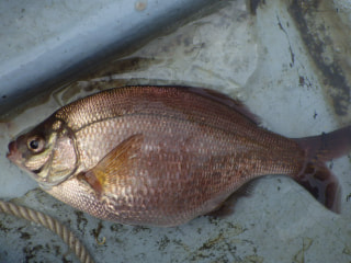 釣り博士の旬の魚「ウミタナゴ」