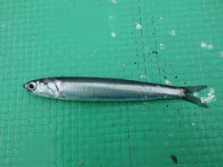 釣り博士の旬の魚「カタクチイワシ」