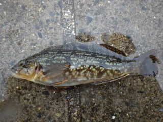 釣り博士の旬の魚「アイナメ」