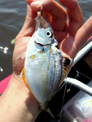 釣り博士の旬の魚「ヒイラギ」