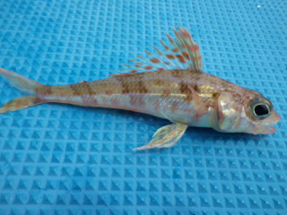 釣り博士の旬の魚「ヒメ」