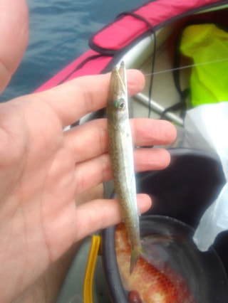 釣り博士の旬の魚「ヤマトカマス」