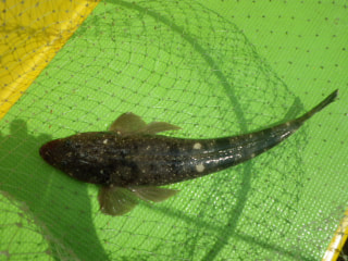釣り博士の旬の魚