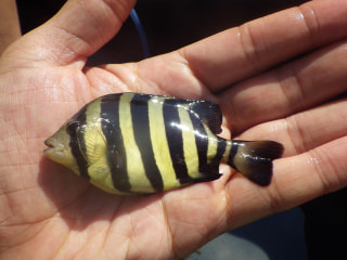 釣り博士の旬の魚「イシダイ」
