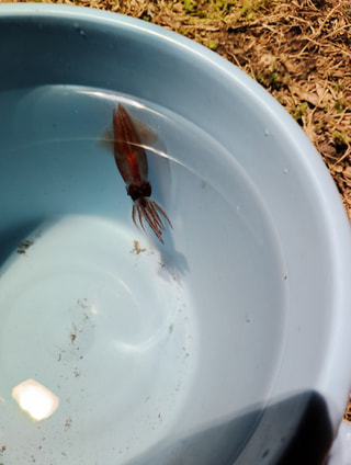 マンゴー隊「今週のアウトドア報告」