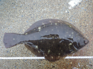 釣り博士の旬の魚「マコガレイ」