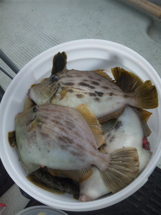 マンゴー隊「今週の釣果報告」その２