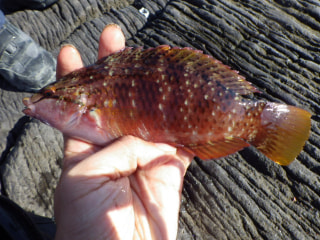 初めての磯釣り