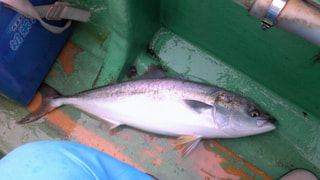 マンゴー隊「今週の釣果報告」