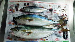 マンゴー隊「今週の釣果報告」