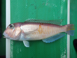 アマダイ釣りにチャレンジ