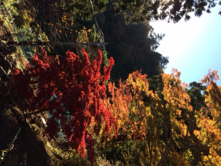 カマゲンメール１１／２３