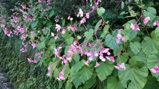 マンゴー隊「今週の登山報告」