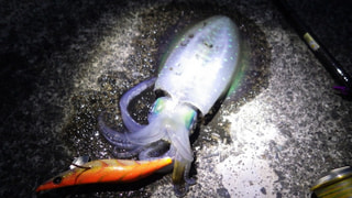 カマゲンメール６／６