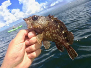 釣り博士のマメ知識「カサゴ」