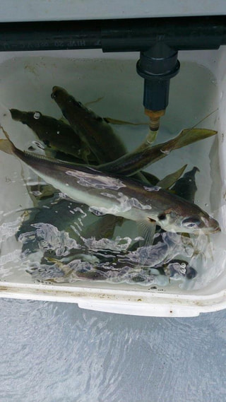 初心者にオススメの釣り「ビシアジ釣り」①