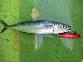 釣り博士のマメ知識「サバ」